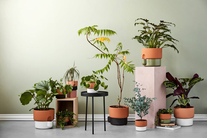 Oasis - MyConcept Hong Kong